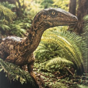 Coleophysis - Original